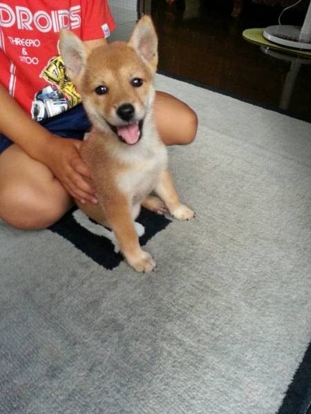 豆柴 北海道犬のミックス 千葉県 犬の里親募集 ペットのおうち 月間利用者150万人