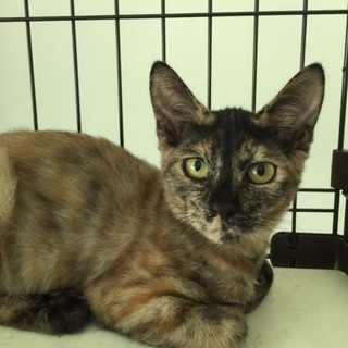 色とりどりの美猫ちゃん三姉妹、サビビちゃん♪