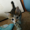野良子猫４ニャンズ最後の１匹です！