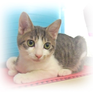 2016年5月生まれ  大きな目、足の短いキジ白君