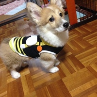 きなこ