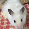 ゴールデンハムスターの里親様募集します。