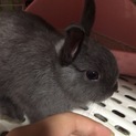 ネザーランドドワーフ