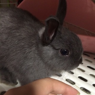 ネザーランドドワーフ