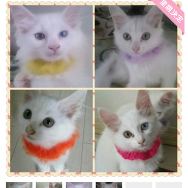 シルク&ミルクの募集