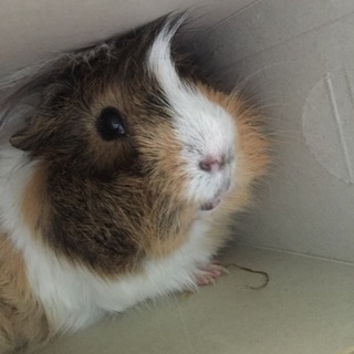 里親募集して下さった方々ありがとうございました。