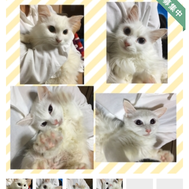 仮名ダルクの募集