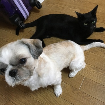 我が家のレオ君♡ジジはオマケ。