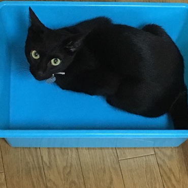 我が家のジジちゃん♡箱入り娘