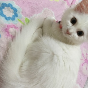 我が家のミルクちゃん♡