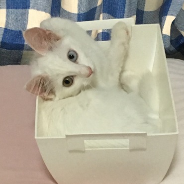 我が家のシルクちゃん♡箱入り娘