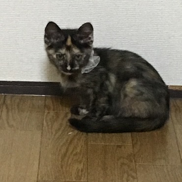 我が家のキキお嬢様♡