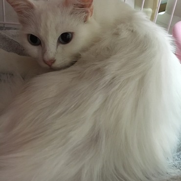 我が家のダルク姫♡