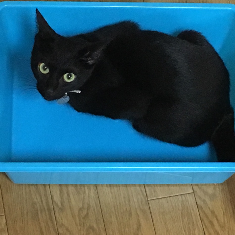 ジジ様のカバー写真