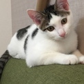 雑種(^^)里親募集！