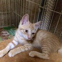仔猫 3ヶ月 男の子 
