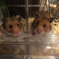 可愛いキンちゃん