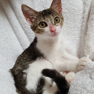 気品漂う美猫のキジシロ子猫ちゃん(^^♪