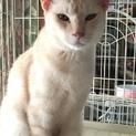 多頭飼い現場の子です！