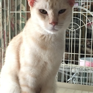 多頭飼い現場の子です！