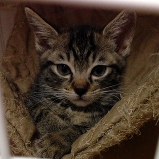 元気女子　きーちゃん