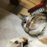 の写真