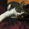 の写真