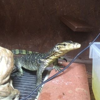 サルバトールモニター