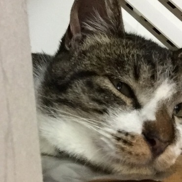 の写真