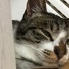 の写真