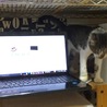 の写真
