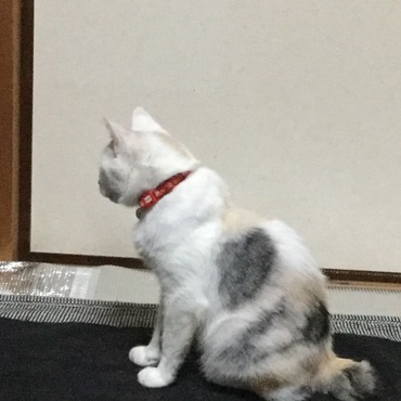 の写真