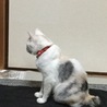 の写真