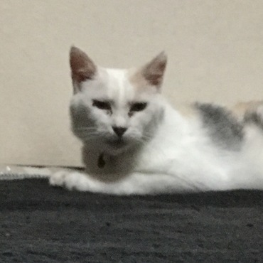 の写真