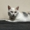 の写真