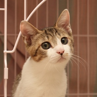 ☆タケ☆ おもちゃ大好きなキジシロの男の子♪