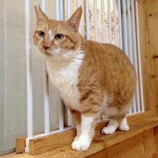 まぁるい尻尾が魅力の癒し系女の子。