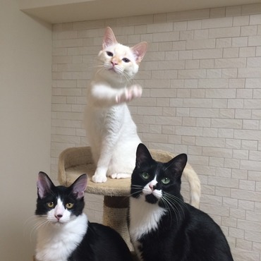 はなまる：みんなに元気玉アターーーーーーック！！！