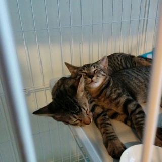 とっても仲良しキジネコ兄弟❗