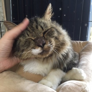 キャリアですがとても甘えん坊な穏やかな子です