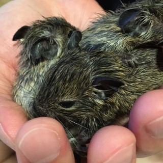 デグー 赤ちゃん等里親募集