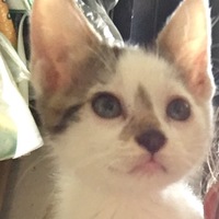 ごまタソ
