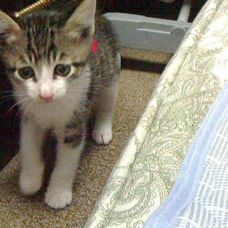 美形サバ白男の子あっくん