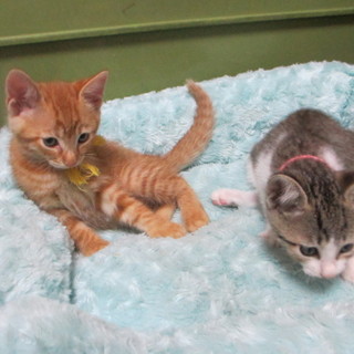 二匹のかわいい兄妹です