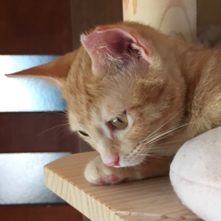 小顔美人の茶トラ女子・・・きな子4ヶ月