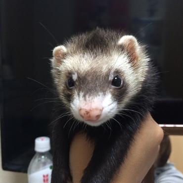 あたし さすけ。