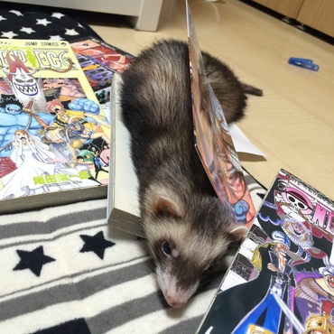 あたし さすけ。