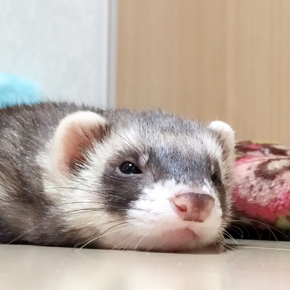 ごんのカバー写真