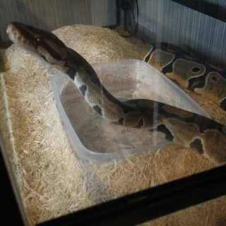 元気なボールパイソン里親募集です。