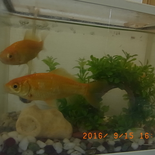 ありがとうございます